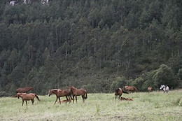 HOTEL RURAL YEGUADA ALBEITAR