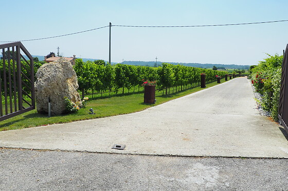 Vigneti Mazzarolo - photo 5