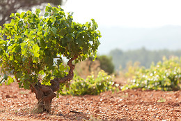 BODEGA VEGA TOLOSA