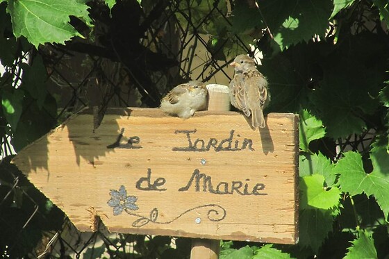 Le Jardin de Marie - photo 0