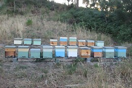 A Apicultora na Terra das Abelhas