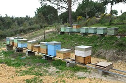 A Apicultora na Terra das Abelhas