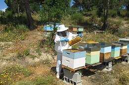 A Apicultora na Terra das Abelhas