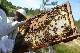 A Apicultora na Terra das Abelhas