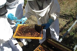 A Apicultora na Terra das Abelhas