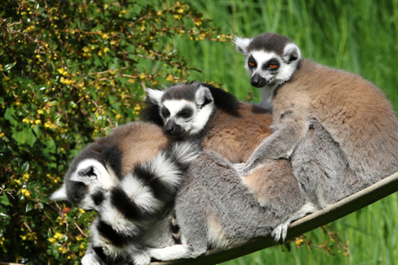 Parc zoo du Reynou - photo 5