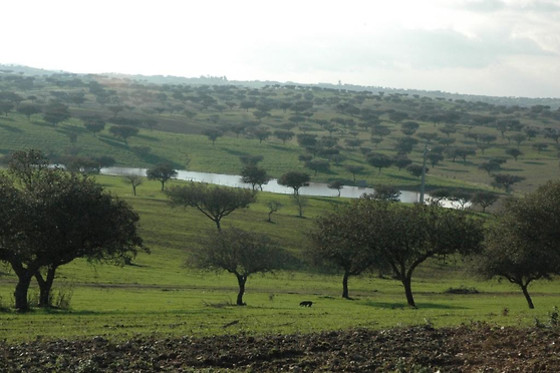 HERDADE DO MONTE OUTEIRO - photo 0