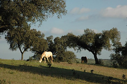 HERDADE DO MONTE OUTEIRO