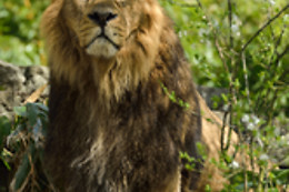 Parc zoologique de Maubeuge