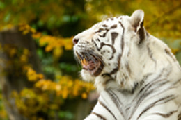 Parc zoologique de Maubeuge