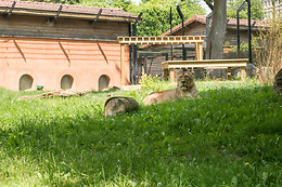 Parc zoologique de Maubeuge