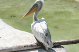 Parc zoologique de Maubeuge