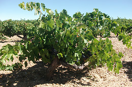 BODEGAS GORDONZELLO