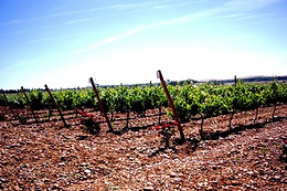 BODEGAS GORDONZELLO