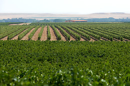 BODEGAS GORDONZELLO