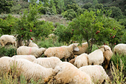 QUINTA DO PRADO - ACUSHLA