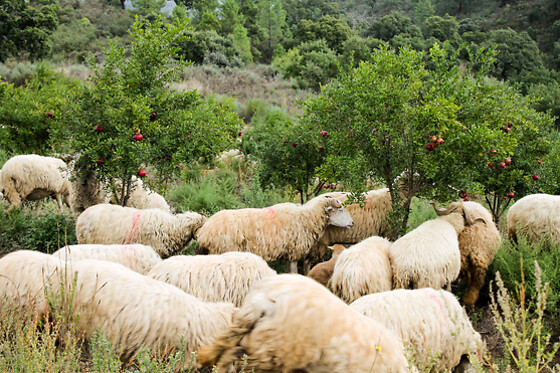 QUINTA DO PRADO - ACUSHLA - photo 2