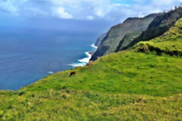 MADEIRA SUNSET COTTAGE